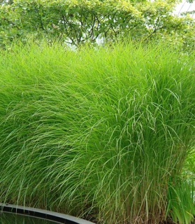 Miscanthus sinensis